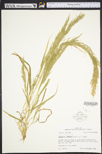 Eragrostis japonica image